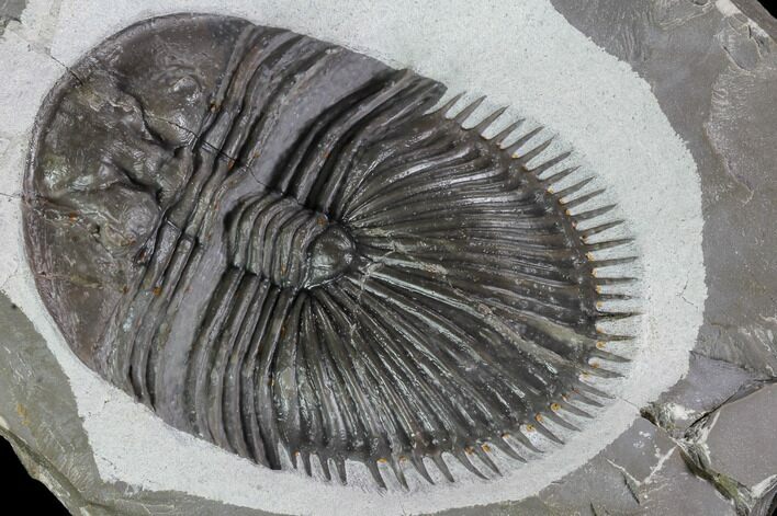 Large, Thysanopeltella (Thysanopeltis) Trilobite - Jorf #107297